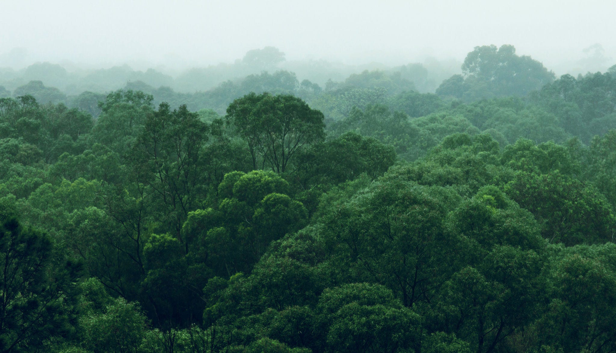 Biodiverse rainforest with bright green trees on a foggy day